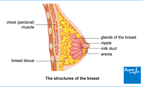 Breast cysts  Breast Cancer Now