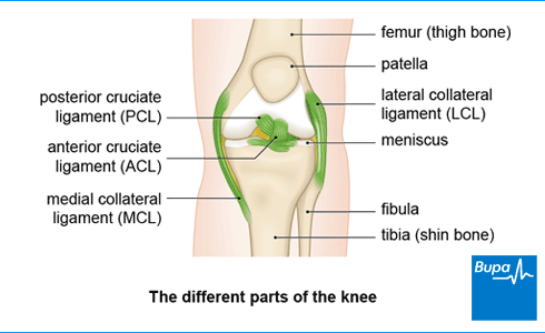 MCL Injury, Medial Collateral Ligament, Orthopedic Knee Specialist