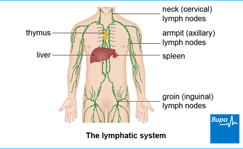 location of lymph nodes lymphoma