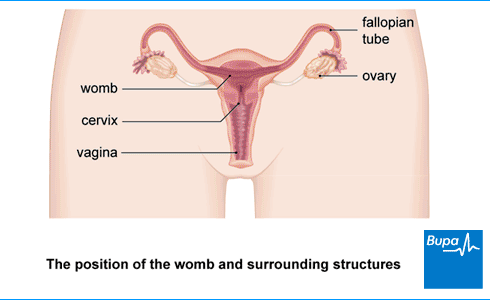 What do you Understand by Ovarian Cystectomy?