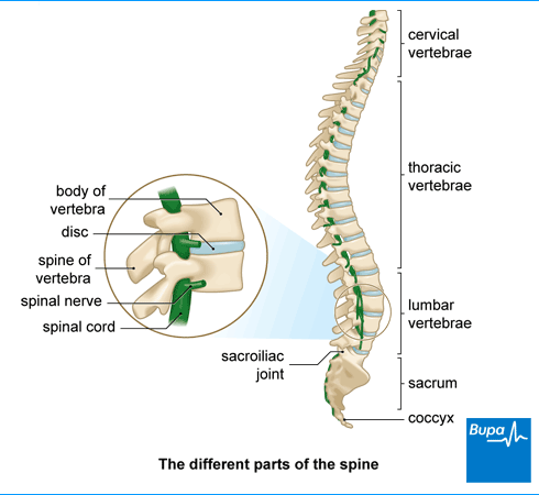 https://www.bupa.co.uk/~/media/Images/HealthManagement/Topics/spine.png