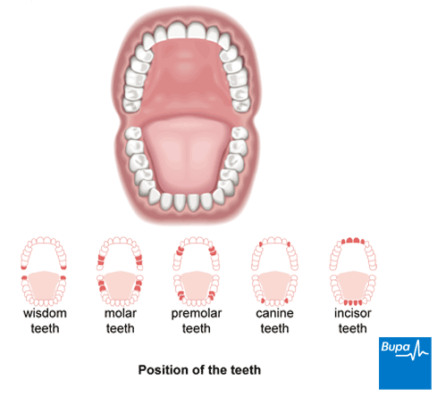 10 Most Common Dental Procedures and How They Work